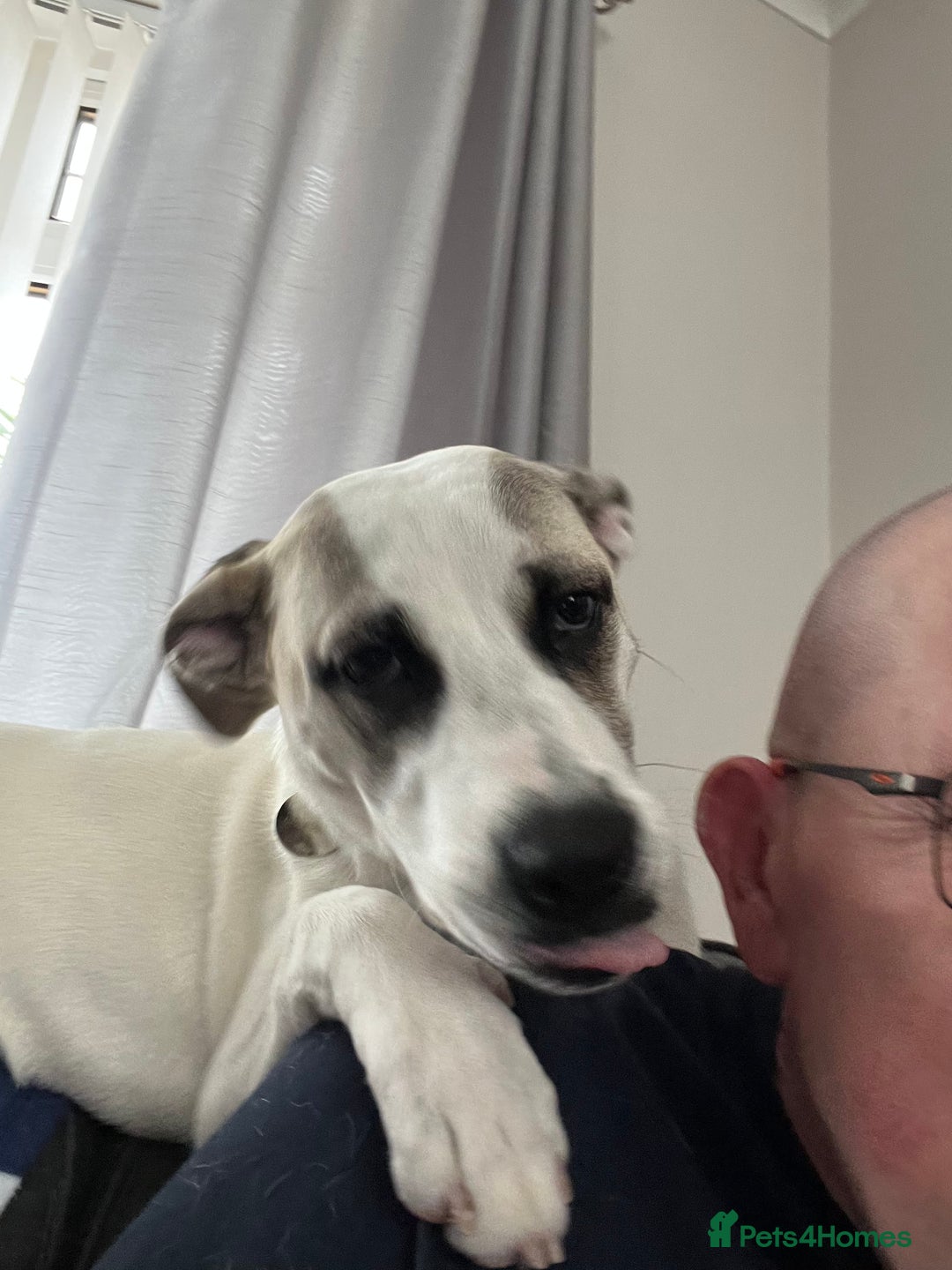 Mixed Breed dogs for sale: Winnie - Image 1