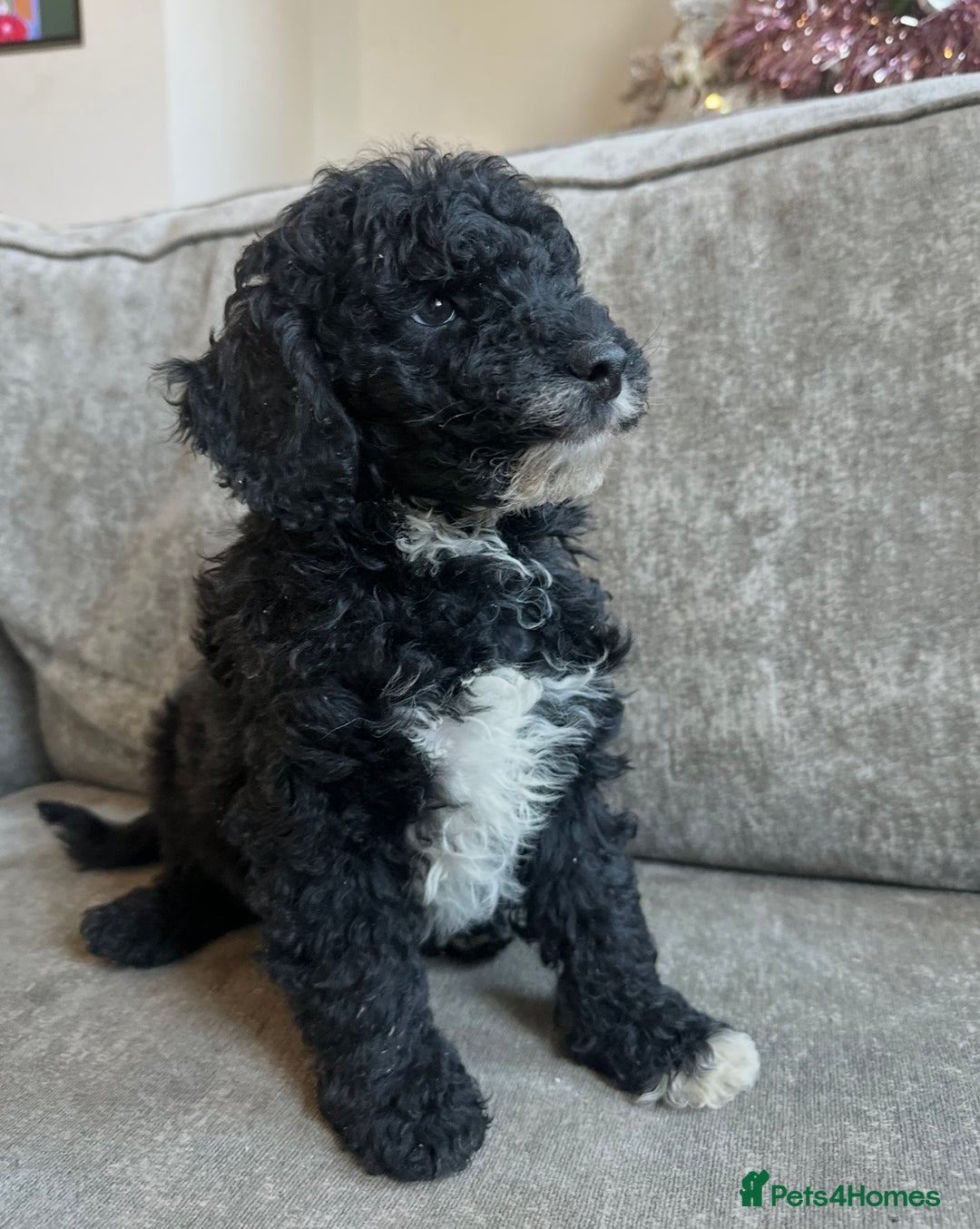 Cavapoo dogs for sale: Beautiful Cavapoos’s  - Advert 4
