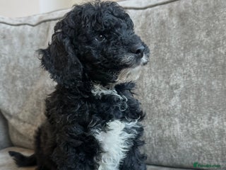 Cavapoo dogs Beautiful Cavapoos’s - Advert 3