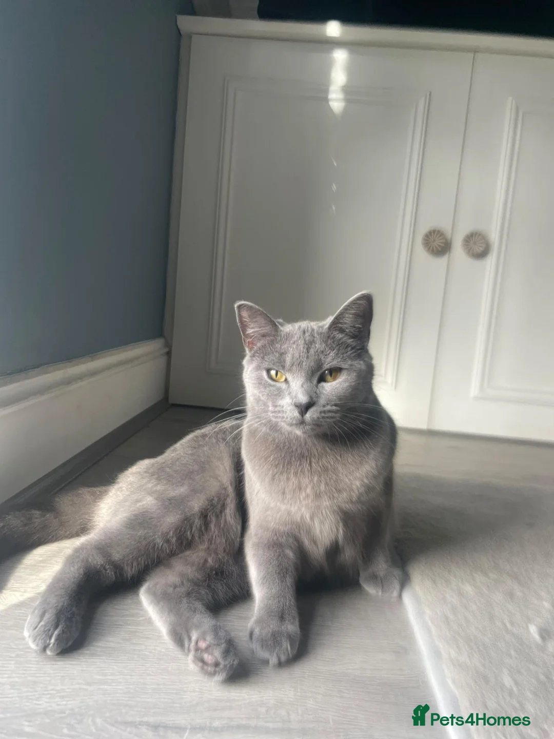 British Shorthair cats for sale: Two Beautiful Female Cats–British Shorthair  - Advert 6