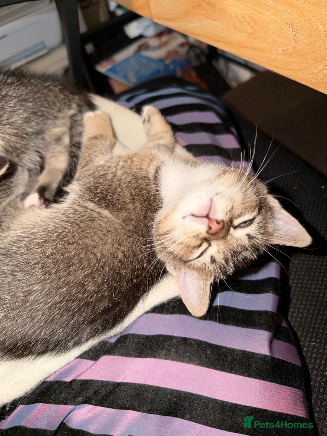 Mixed Breed cats for sale: Gorgeous kittens ready for loving homes  - Advert 6