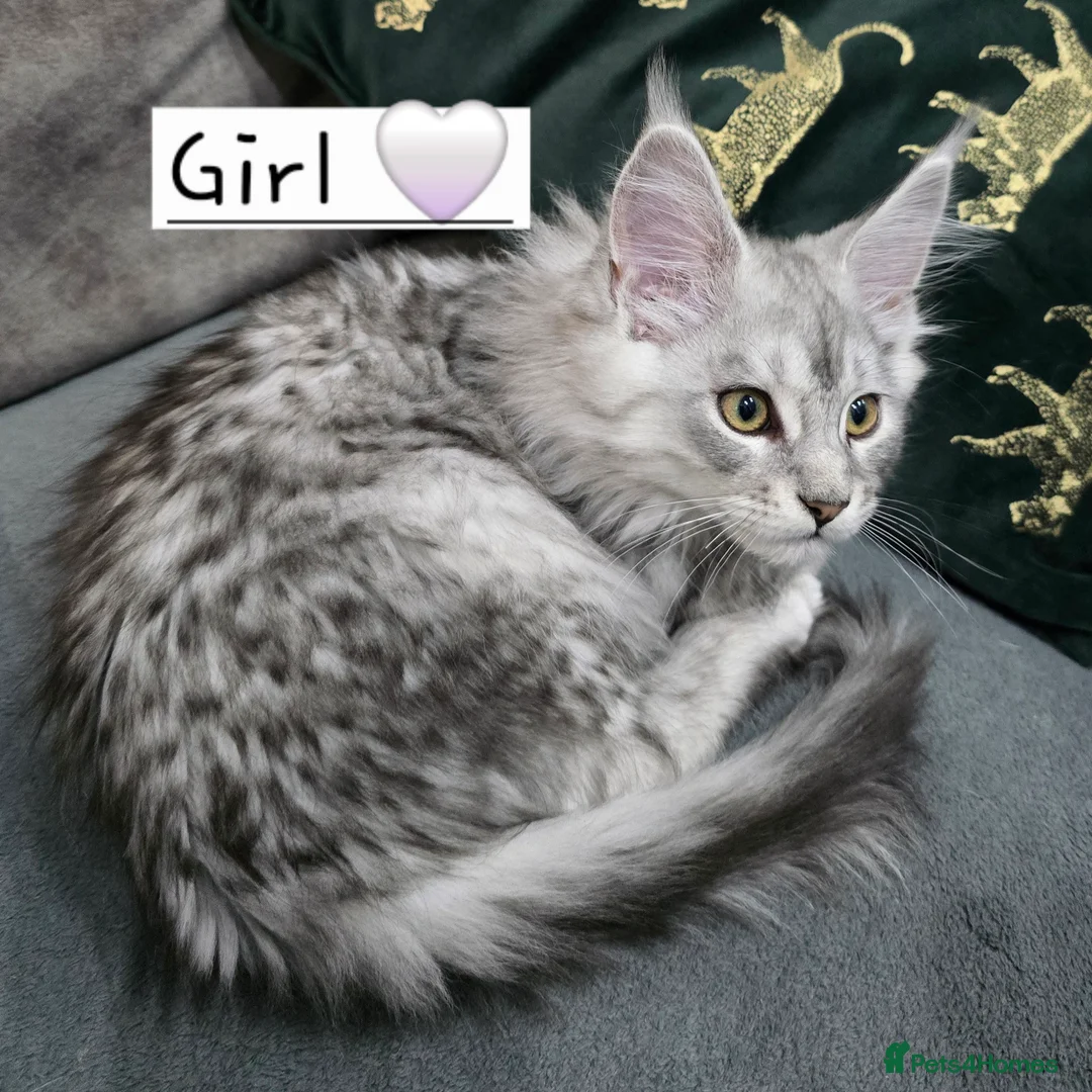 Maine Coon cats for sale: Pedigree TICA Maine Coon kittens READY  - Advert 25