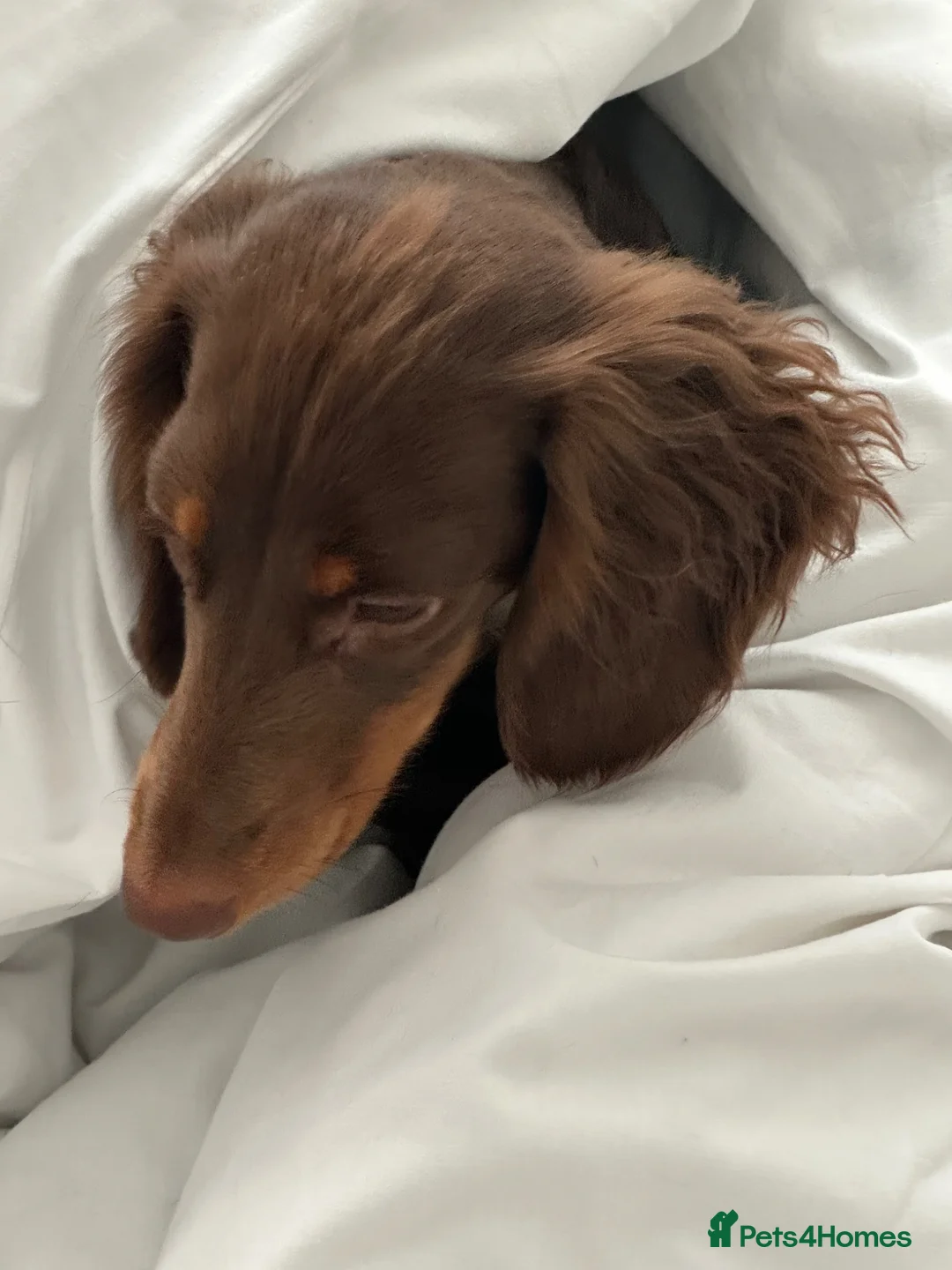 Miniature Dachshund dogs for sale: Male and female miniature dachshunds  - Advert 2