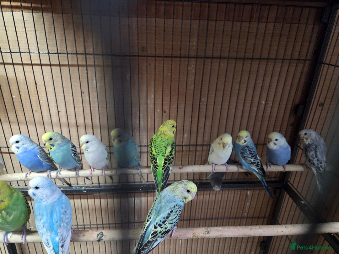 Budgerigars birds for sale:  budgies for sale - Advert 14