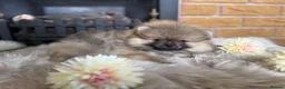 Pomeranian dogs for sale: ✨ Exclusive Teddy Bear Face Pomeranian Puppies ✨ - Advert 15