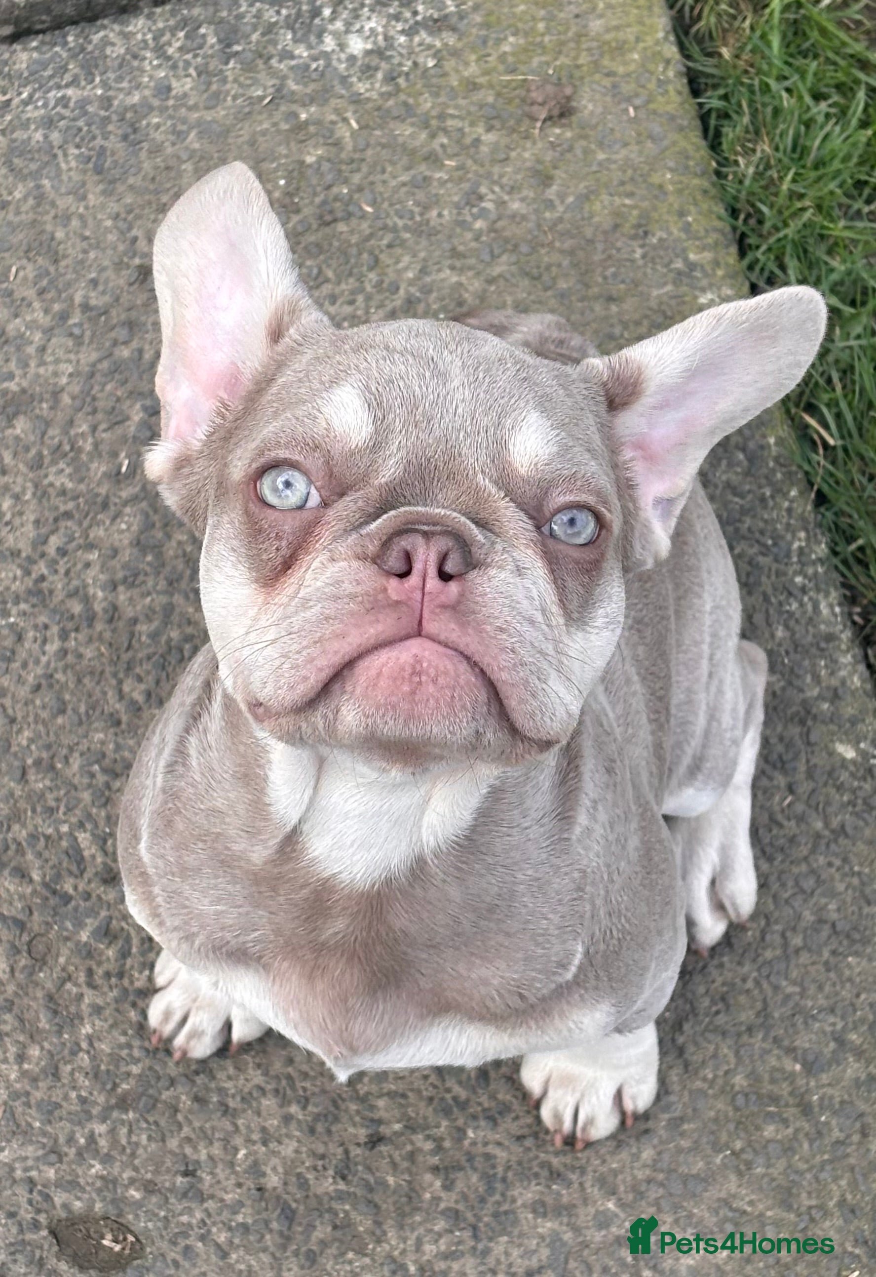 French Bulldog dogs French bulldog girls  - Advert 2