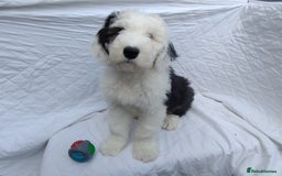 Old English Sheepdog dogs for sale: OLD ENGLISH SHEEPDOG PUPPIES BORN 24 MARCH KC REG - Image 2