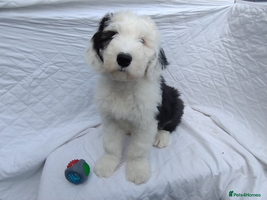 Old English Sheepdog dogs for sale: OLD ENGLISH SHEEPDOG PUPPIES BORN 24 MARCH KC REG - Image 2