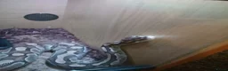 Python Snake reptiles for sale: Female python  in Clitheroe - Advert 2