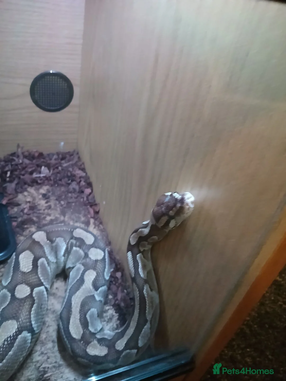 Python Snake reptiles for sale: Female python  in Clitheroe - Advert 2