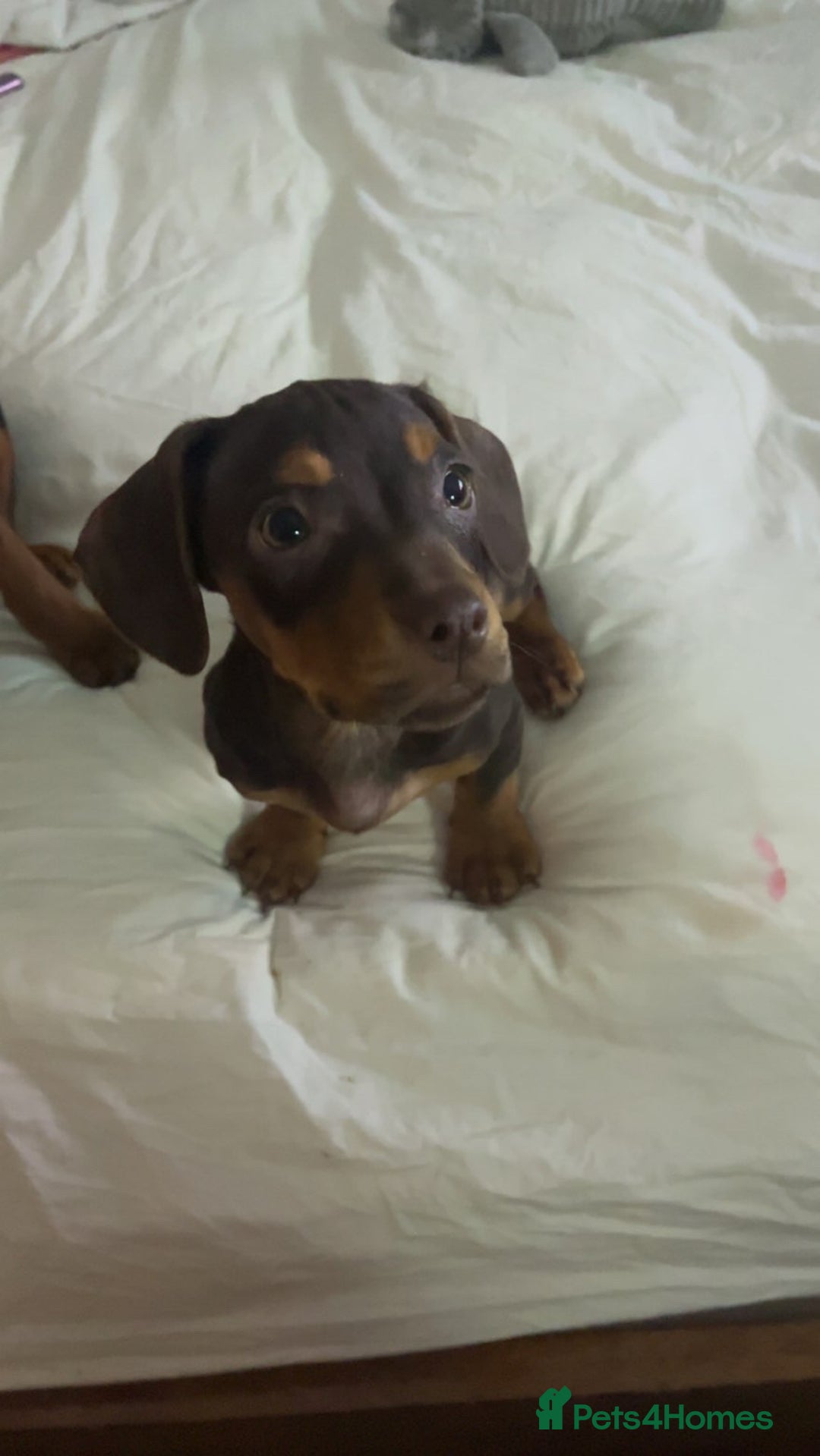 Mixed Breed dogs for sale: Miss Claire griiffin - Advert 3