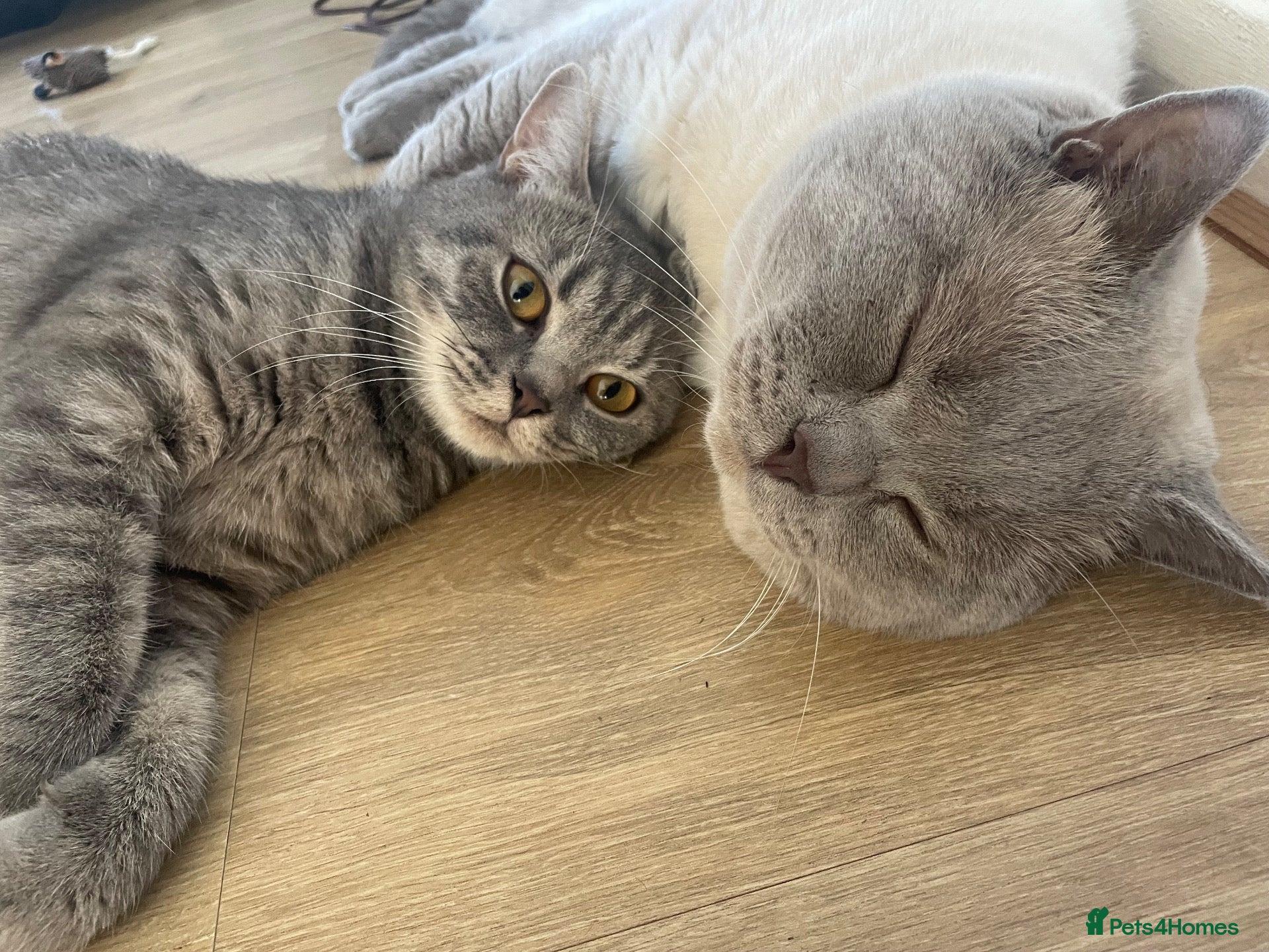 British Shorthair cats British shorthair kittens - Advert 3