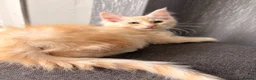 Maine Coon cats for sale: Sweet teddy bears. 🧸 🐈‍⬛ - Advert 13