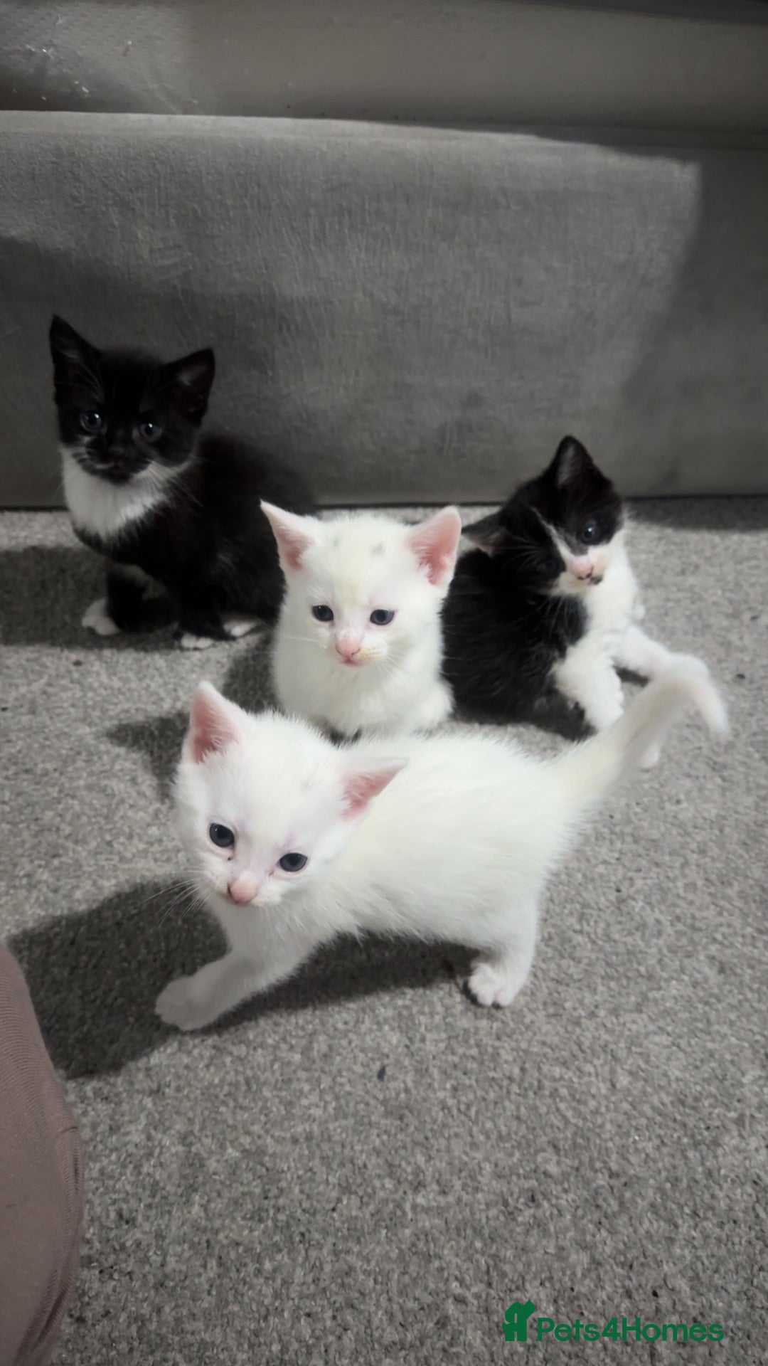 Turkish Van cats for sale: Kittens  - Advert 1