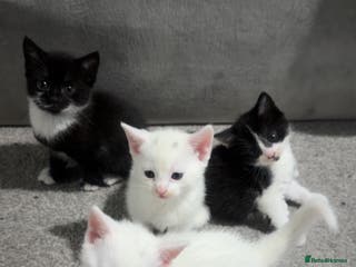 Turkish Van cats Kittens - Advert 10