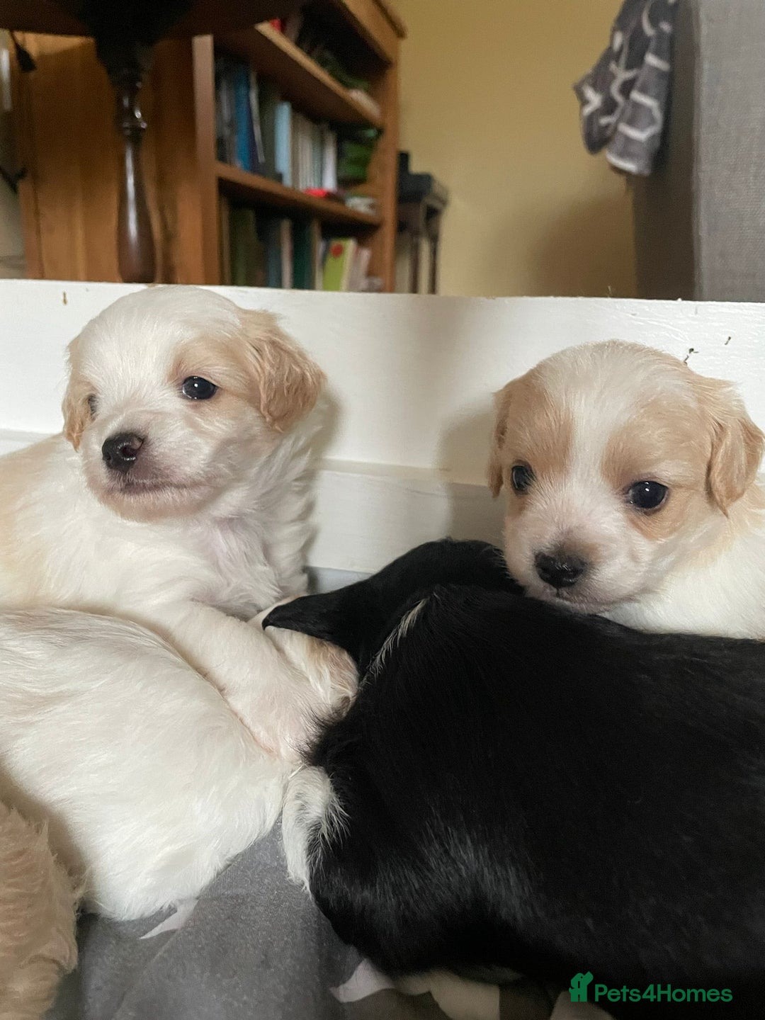 Maltipoo dogs for sale: 6 Beautiful Maltipoo Puppies for sale 🐶🐾 - Image 8