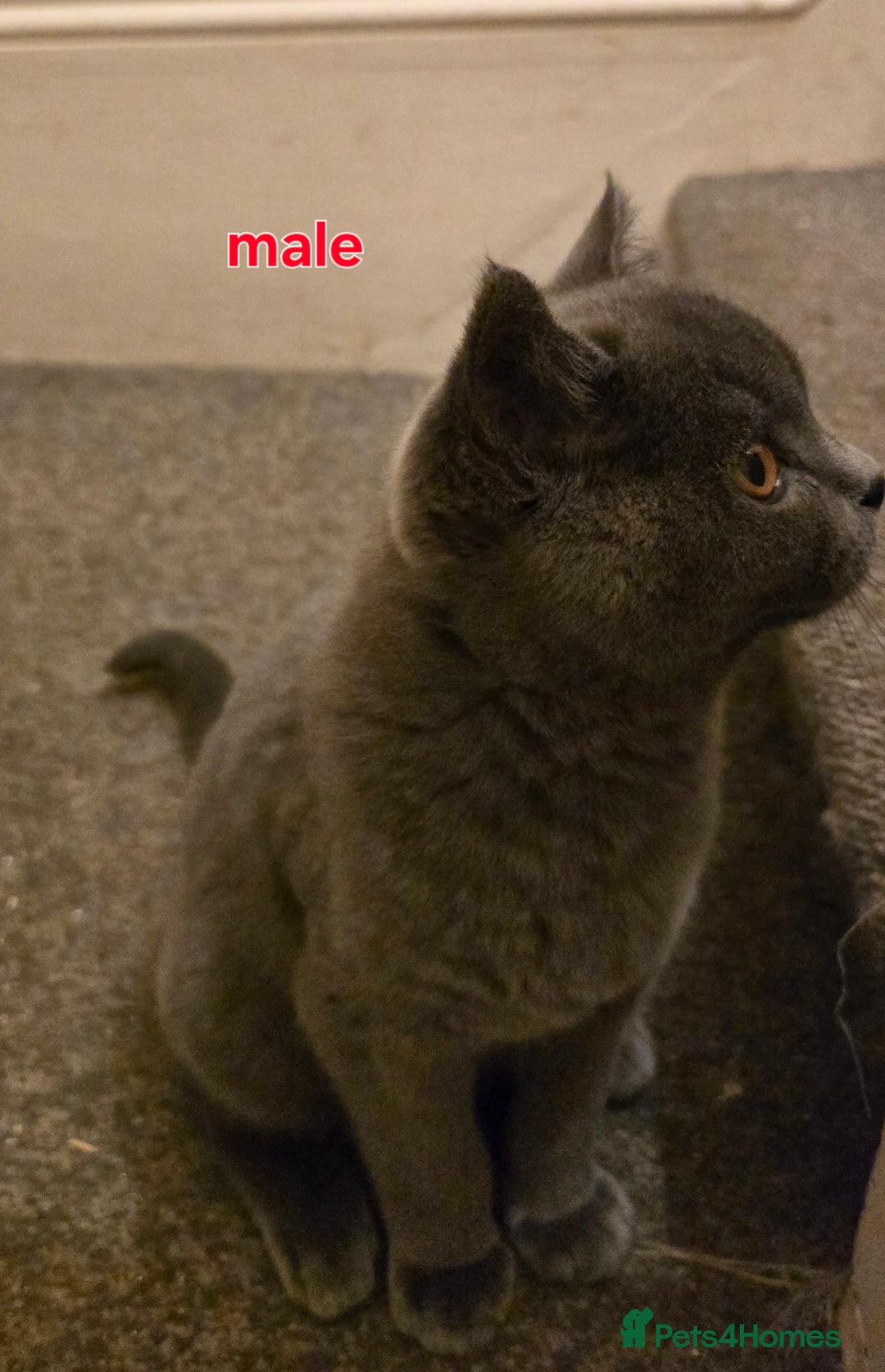 British Shorthair cats for sale: Adorable British Shorthair Kittens - Advert 9