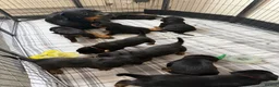 Rottweiler dogs for sale: Pure Breed Rottweiler  - Advert 25