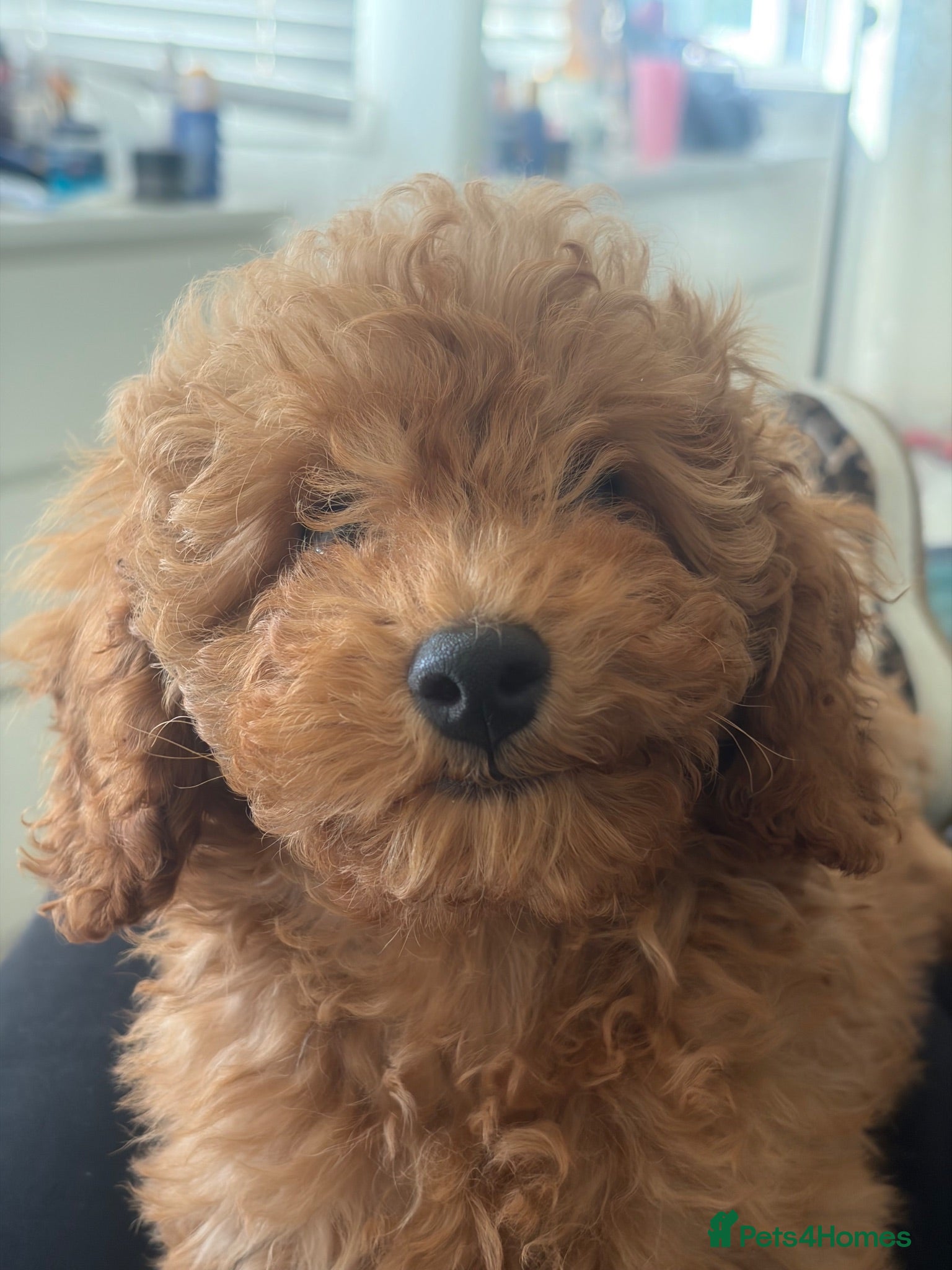 Toy Poodle dogs extensively health tested Stunning toy poodles  - Advert 17