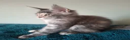 Maine Coon cats for sale: Ready now! TICA Maine coon girls - Advert 6