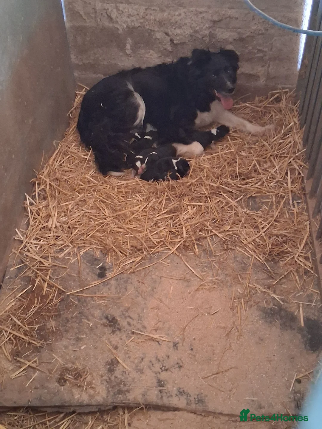 Border Collie dogs for sale: Stunning Collie puppies from working parents in Belper - Advert 2