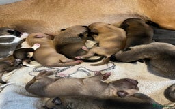 Mixed Breed dogs for sale: Bullsky puppies  - Advert 8