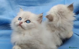 Siberian cats for sale: GCCF Registered Siberian kittens for sale  - Image 14