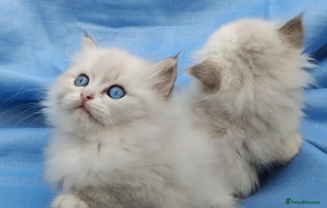 Siberian cats for sale: GCCF Registered Siberian kittens for sale  - Image 14