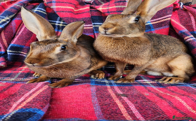 Belgian Hares rabbits - Advert 2