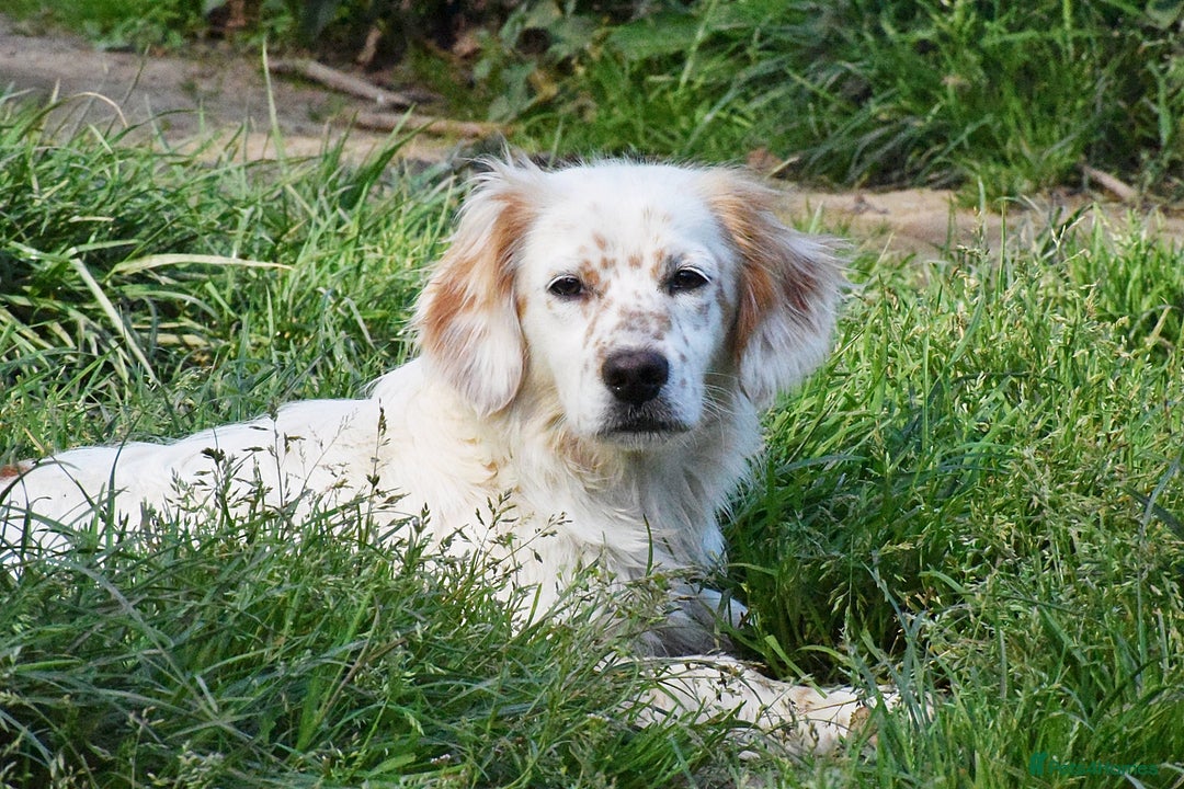 Mixed Breed dogs for adoption: Lilo  - Image 2