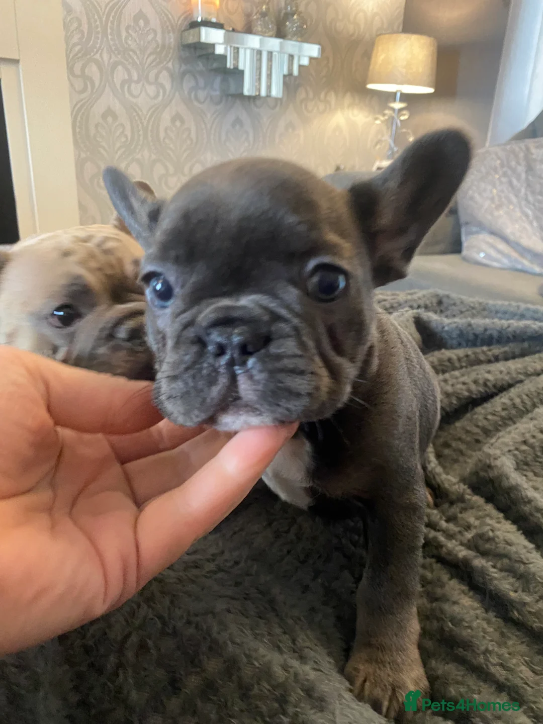 French Bulldog dogs for sale: Stunning chunky French bulldog pups  - Advert 2