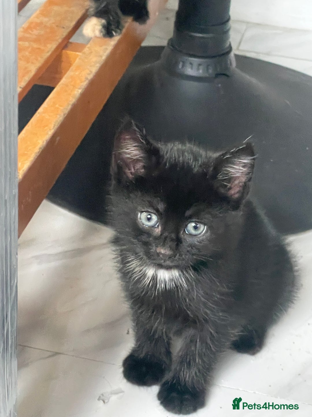 Mixed Breed cats for sale: 4 Beautiful & playful kittens - Advert 12