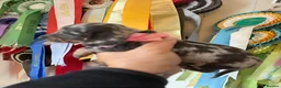Miniature Dachshund dogs for sale: Miniature Dachshund Dapple Puppies 🐶 5🌟licensed  - Advert 29