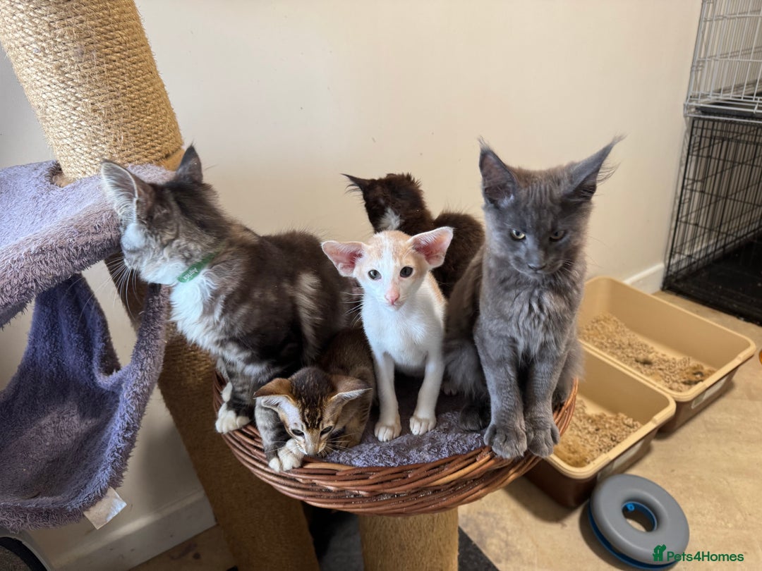 Maine Coon cats for sale: READY NOW BEAUTIFUL PEDIGREE MAINECOON KITTENS  - Image 23