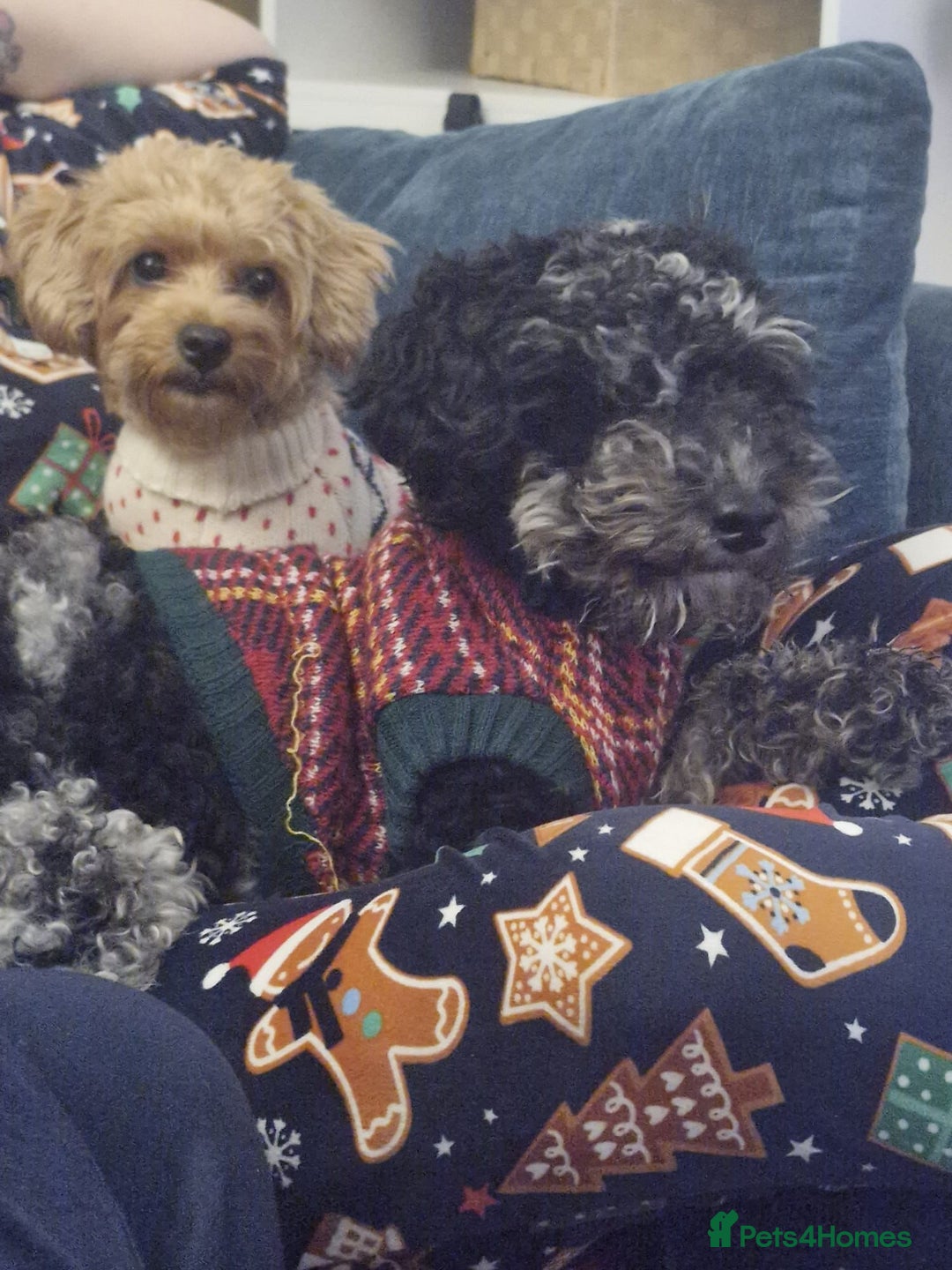 Miniature Poodle dogs for sale: Miniture poodles for sale 2 girls 2 boys - Advert 15