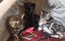 Mixed Breed cats for sale: Three lovely kittens are looking for forever home - Image 9