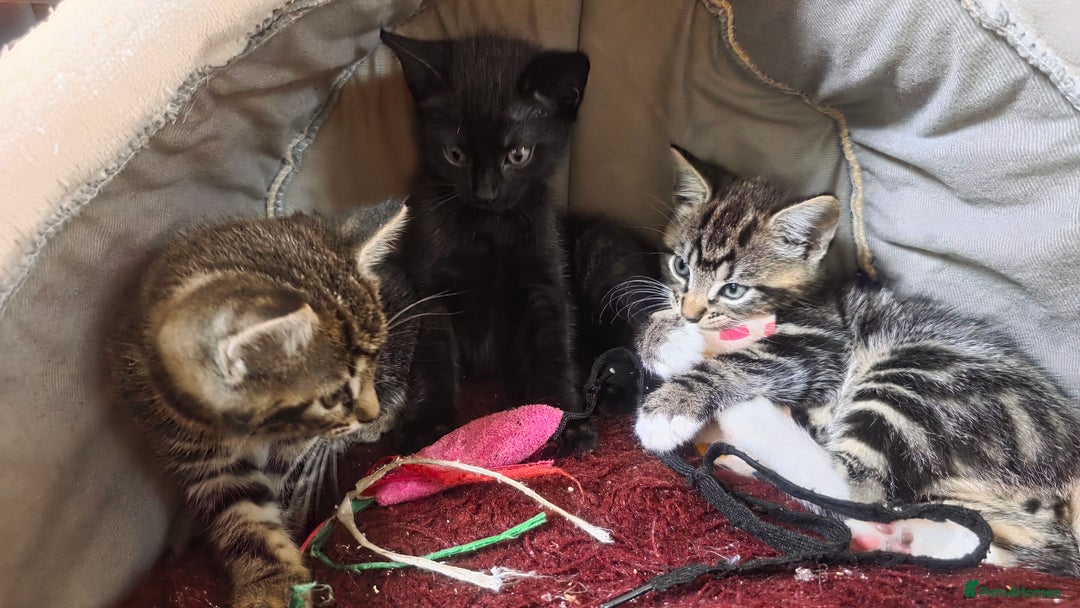 Mixed Breed cats for sale: Three lovely kittens are looking for forever home - Image 9