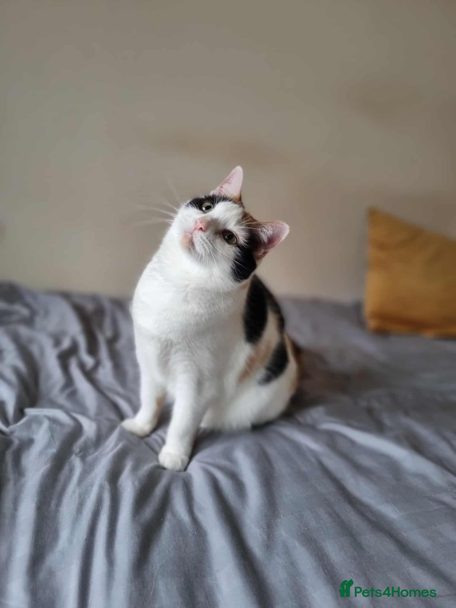 Mixed Breed cats 8yr old female cat (Special home required) - Advert 3
