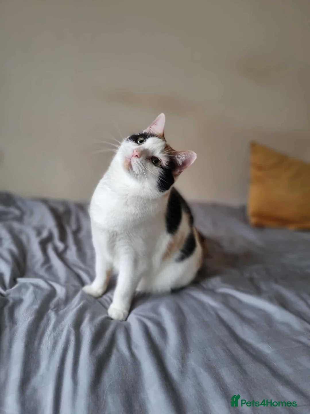 Mixed Breed cats for sale: 8yr old female cat (Special home required) - Advert 1