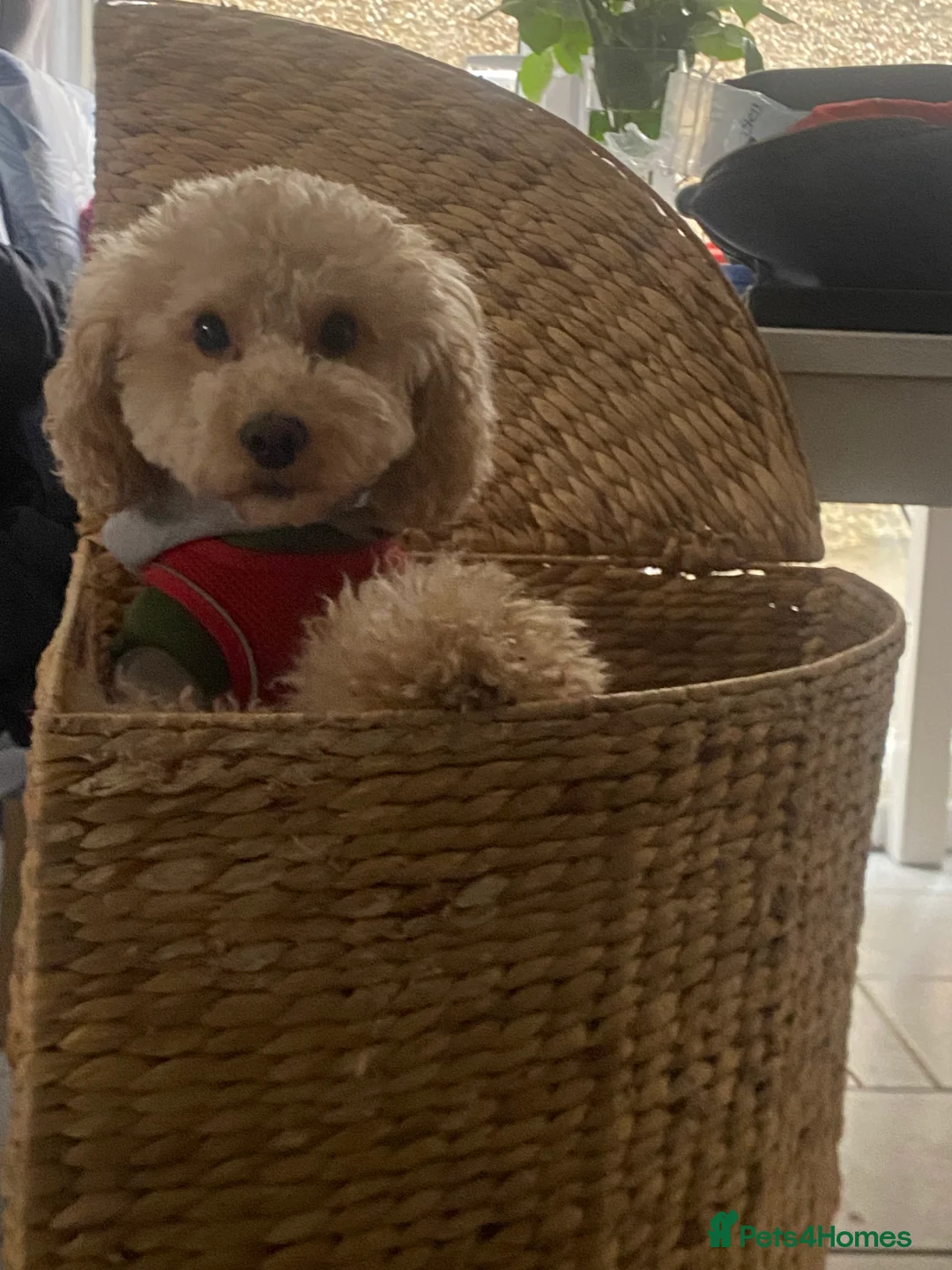 Toy Poodle dogs for stud: Toy poodle  - Advert 5