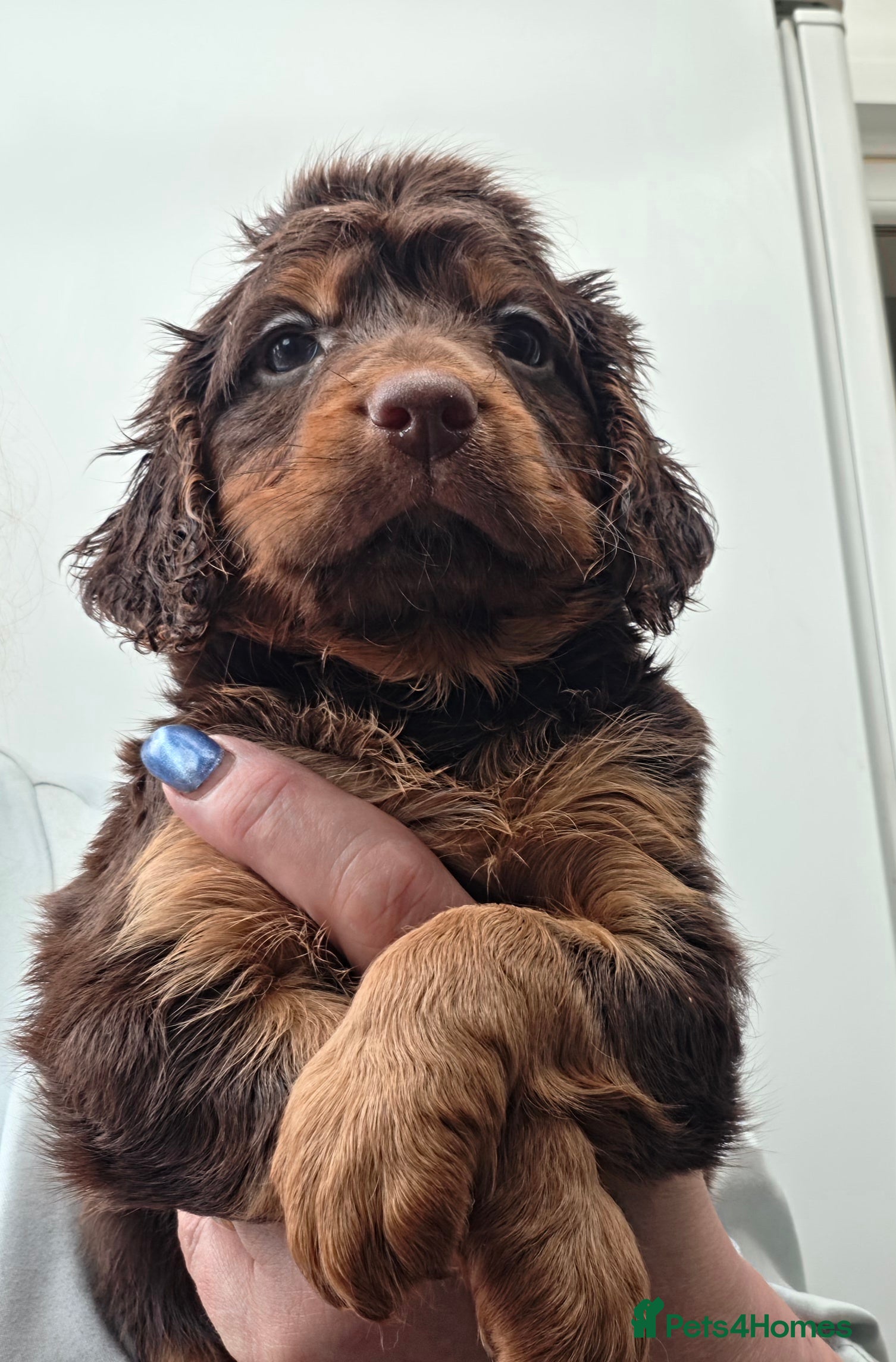 Cockapoo dogs F1 stunning cockapoos - Advert 2