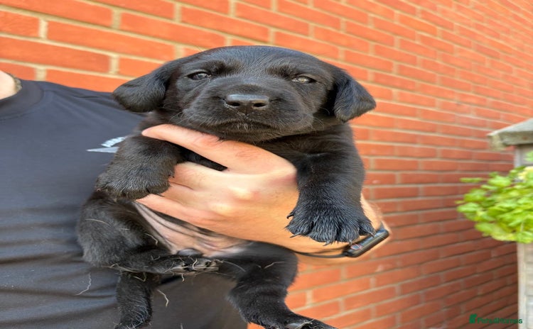 Labrador Retriever dogs - Advert 1