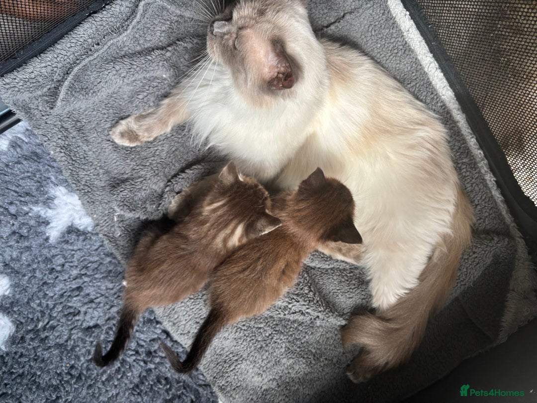 Ragdoll cats for sale: Beautiful cross ragdoll kittens  - Image 9