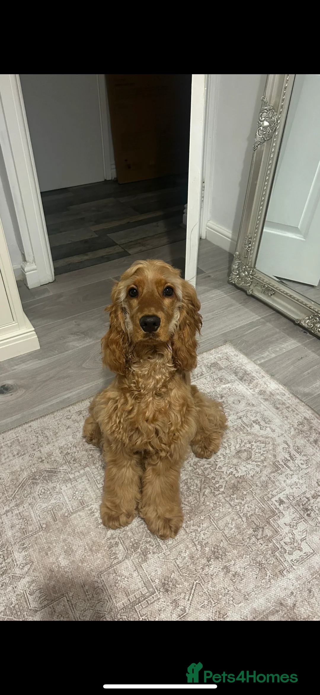 Cocker Spaniel dogs for sale: Beautiful show cocker spaniel - Advert 2