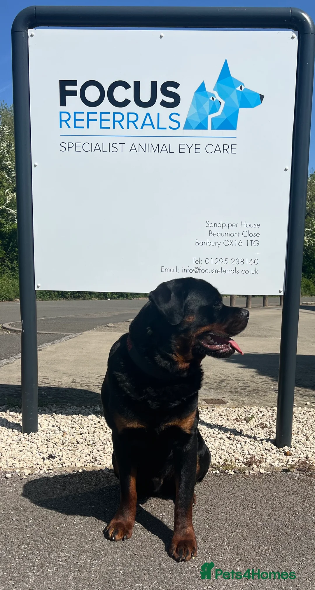 Rottweiler dogs for stud: Rottweiler DNA health tested,,EYE SCANNED  in Wellingborough - Advert 10