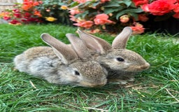 Continental Giant rabbits for sale: Pair of Continental Giant Rabbits  - Image 7