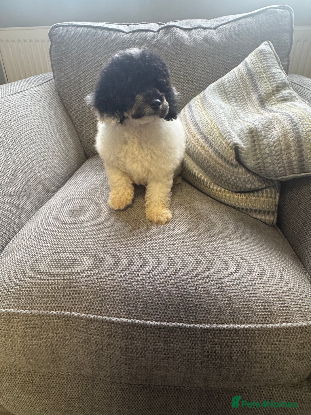 Toy Poodle dogs for sale: Tiny boy , Ready now!  - Image 2
