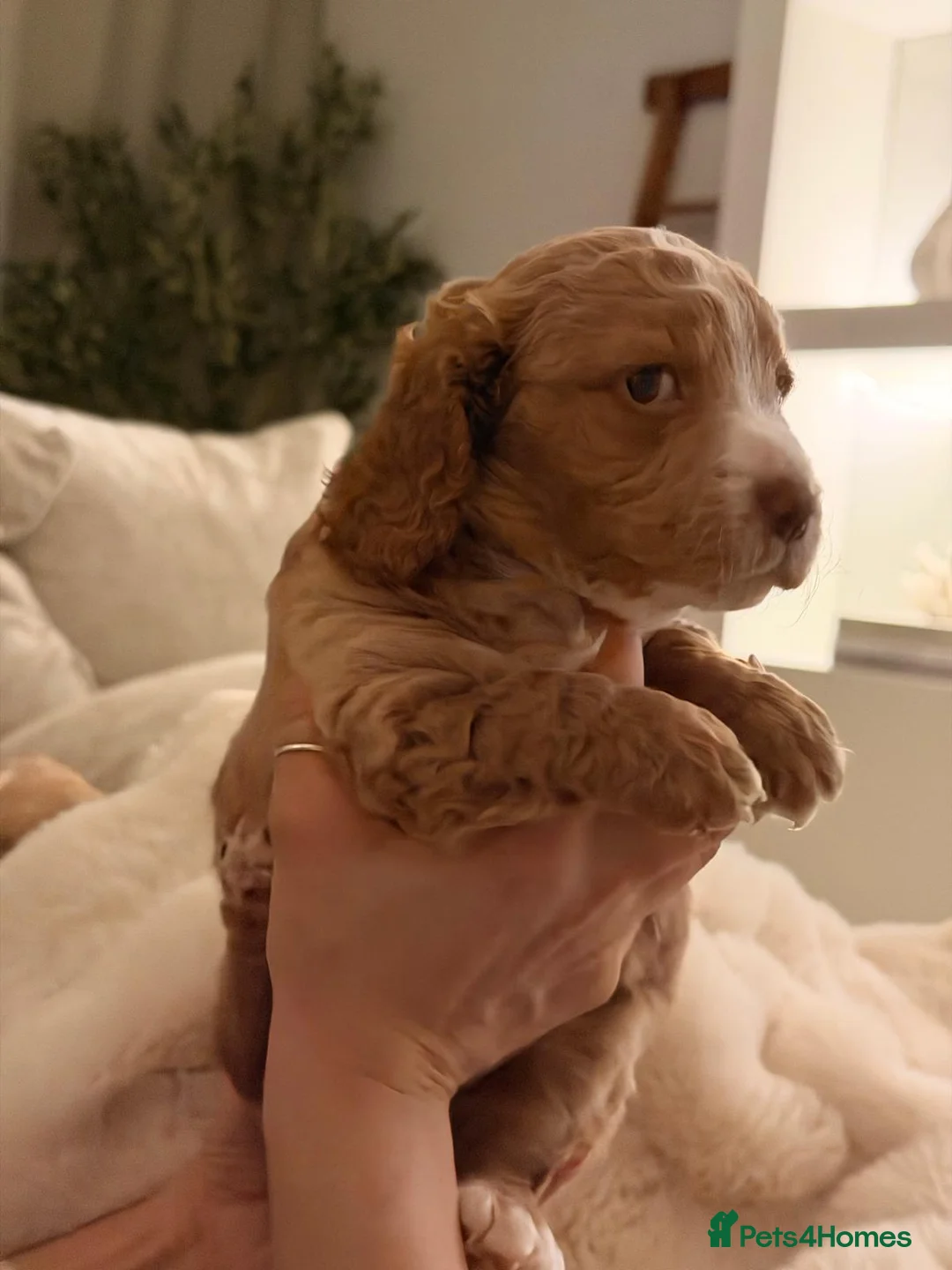 Cockapoo dogs for sale: Beautiful F2 Cockapoo Puppies – Ready 26th March in Malmesbury - Advert 2