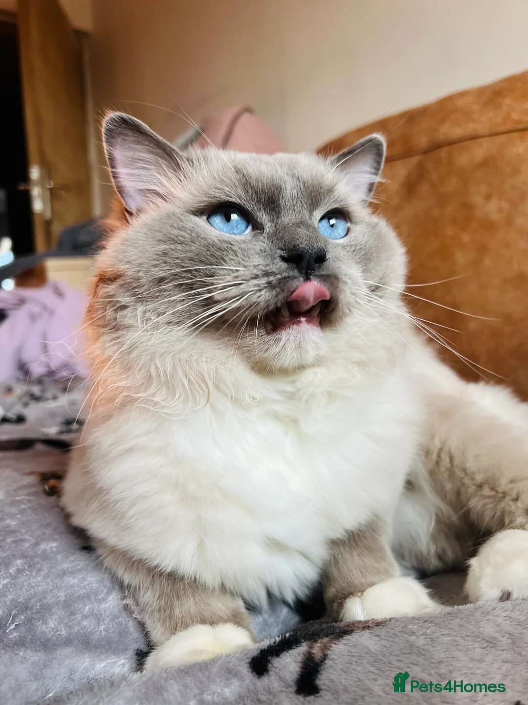 Ragdoll cats for stud: GCCF & TICA registered stud, champion bloodline    in London - Advert 20