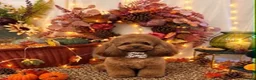 Toy Poodle dogs for stud: Stunning Asian Poodle 1.6kg for STUD ONLY - Advert 13